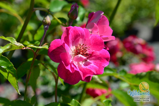 Brilliant Pink Iceberg - Star Roses and Plants