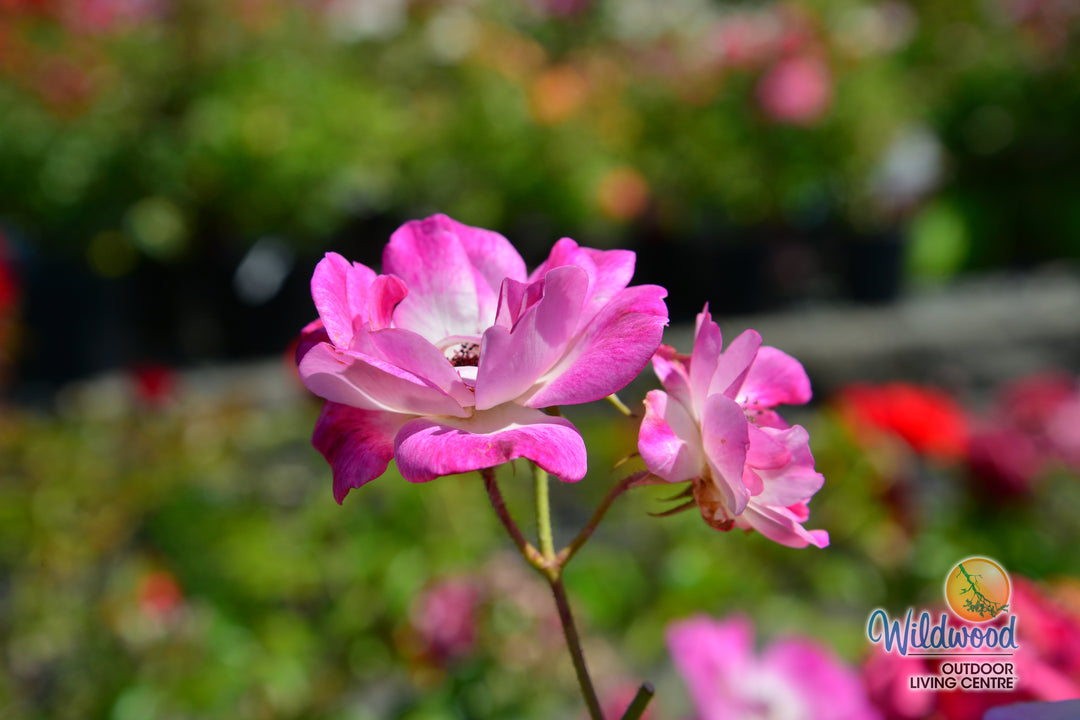 Brilliant Pink Iceberg - Star Roses and Plants