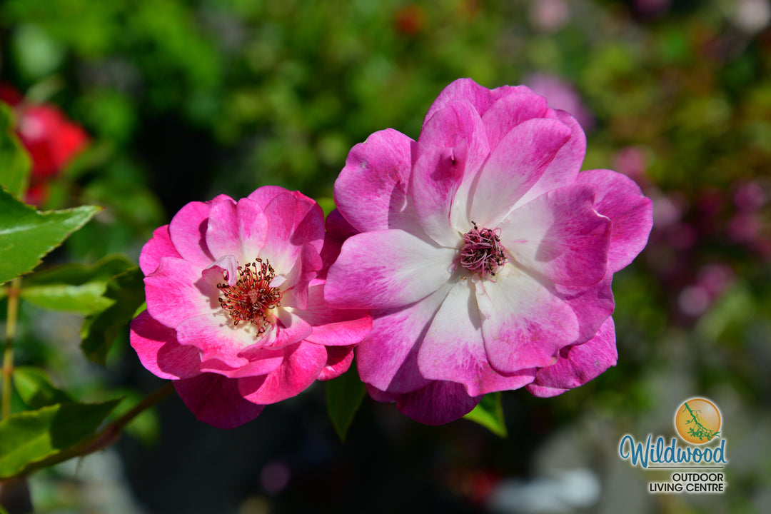 Brilliant Pink Iceberg - Star Roses and Plants