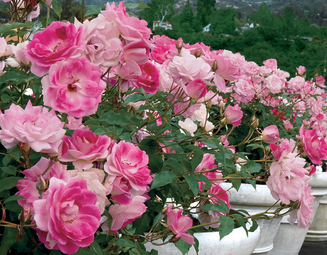 Brilliant Pink Iceberg - Star Roses and Plants