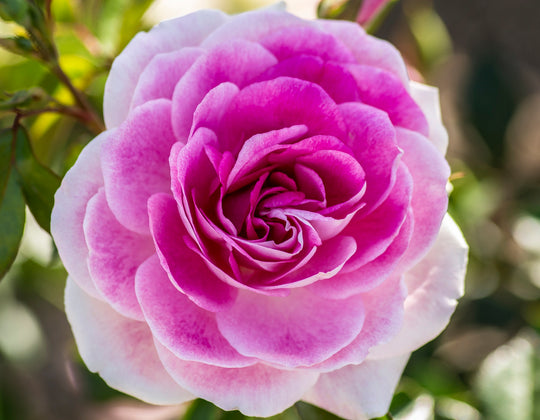 Brilliant Pink Iceberg - Star Roses and Plants