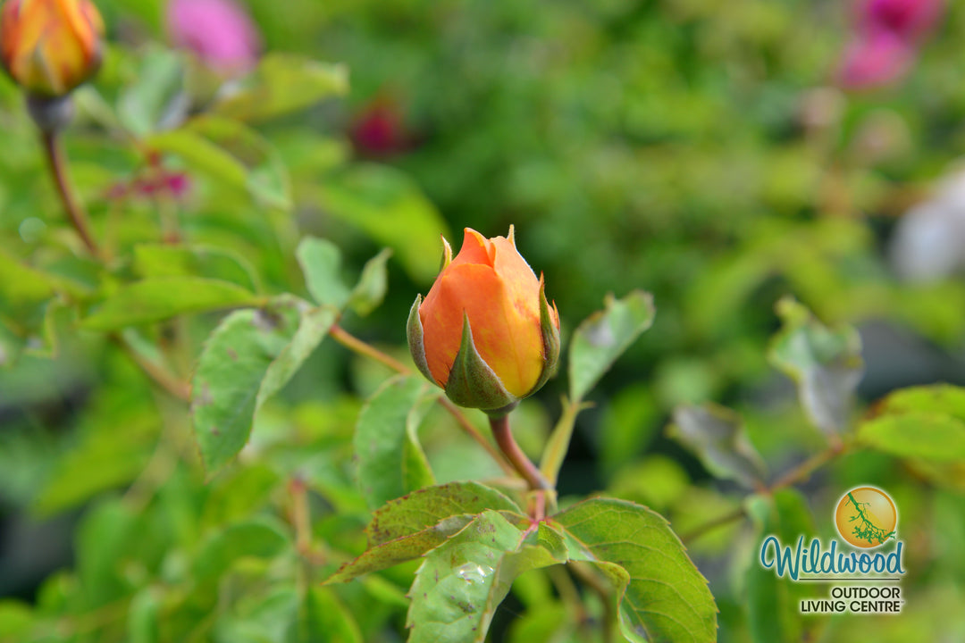 Bring Me Sunshine - David Austin Rose