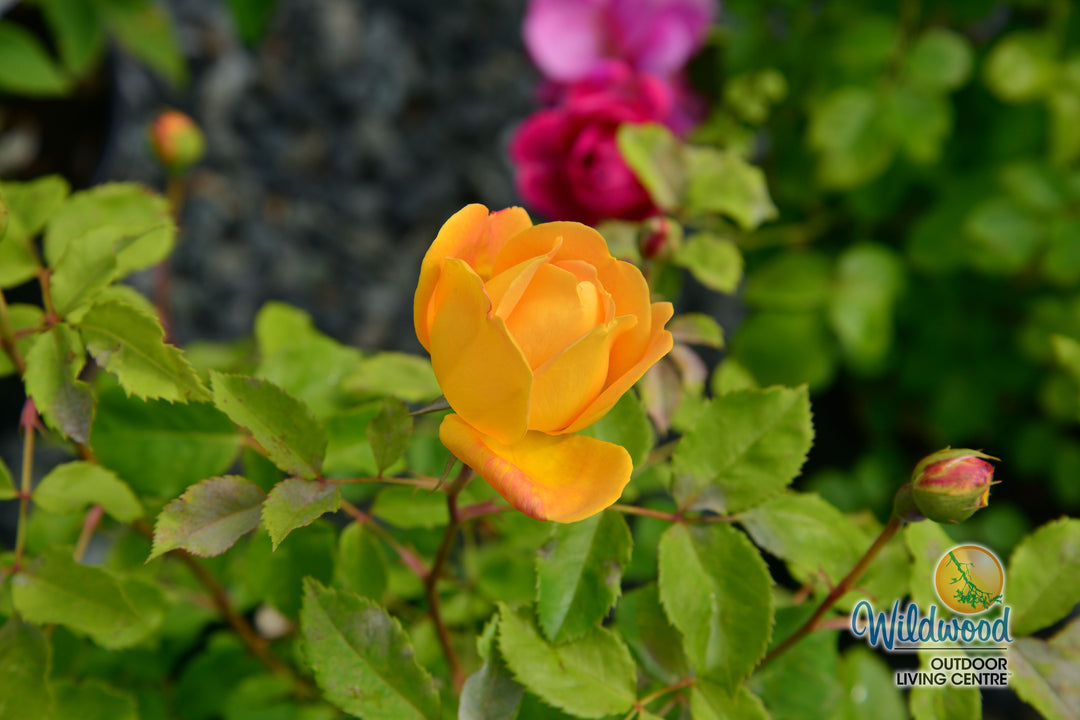 Bring Me Sunshine - David Austin Rose