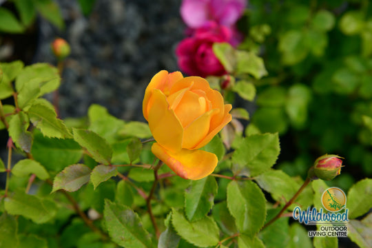 Bring Me Sunshine - David Austin Rose