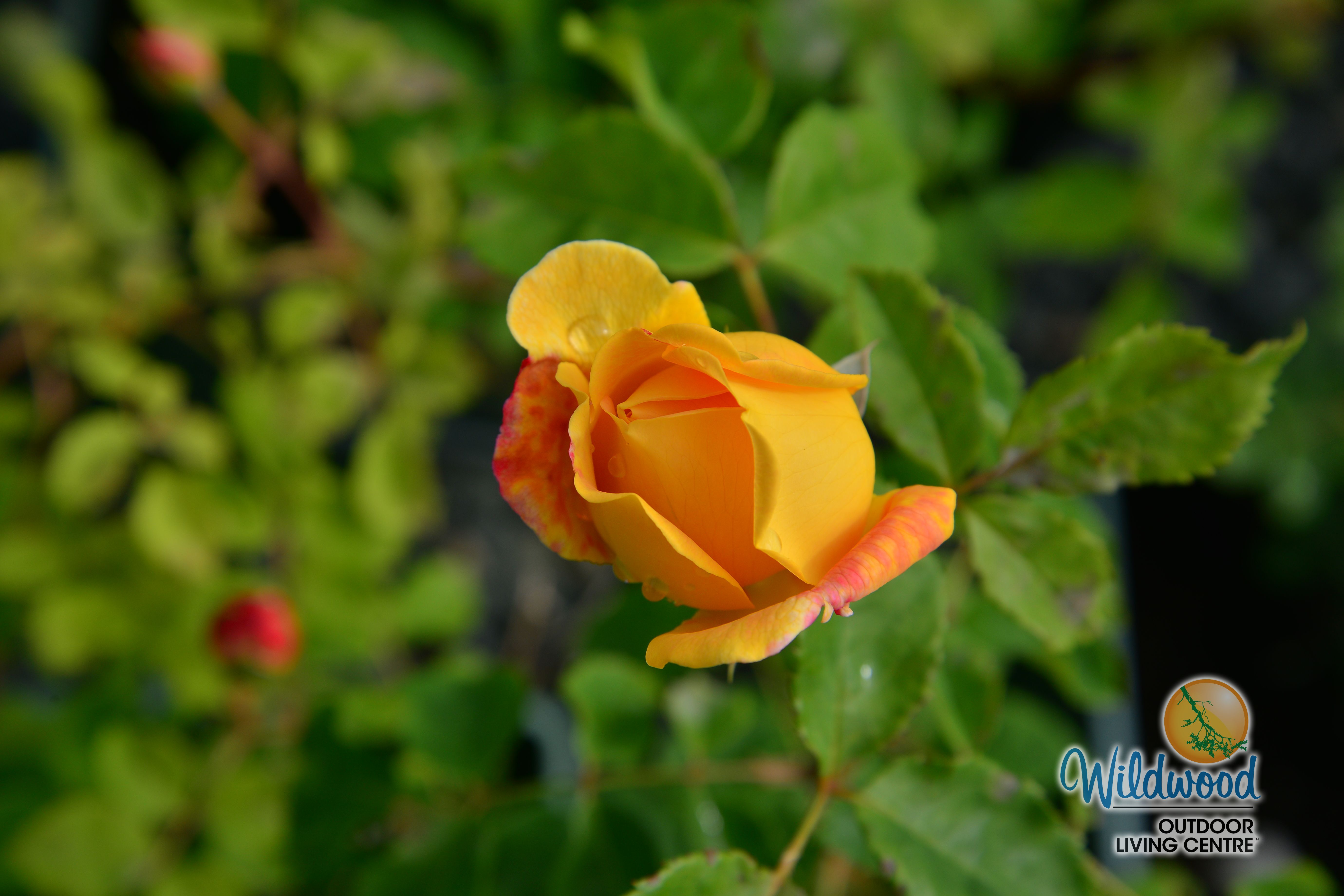Bring Me Sunshine - David Austin Rose – Wildwood Outdoor Living