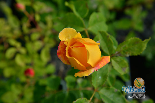 Bring Me Sunshine - David Austin Rose