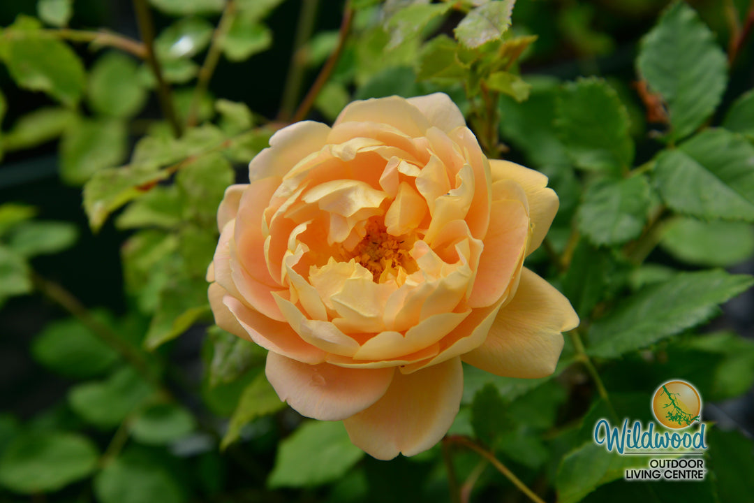 Bring Me Sunshine - David Austin Rose