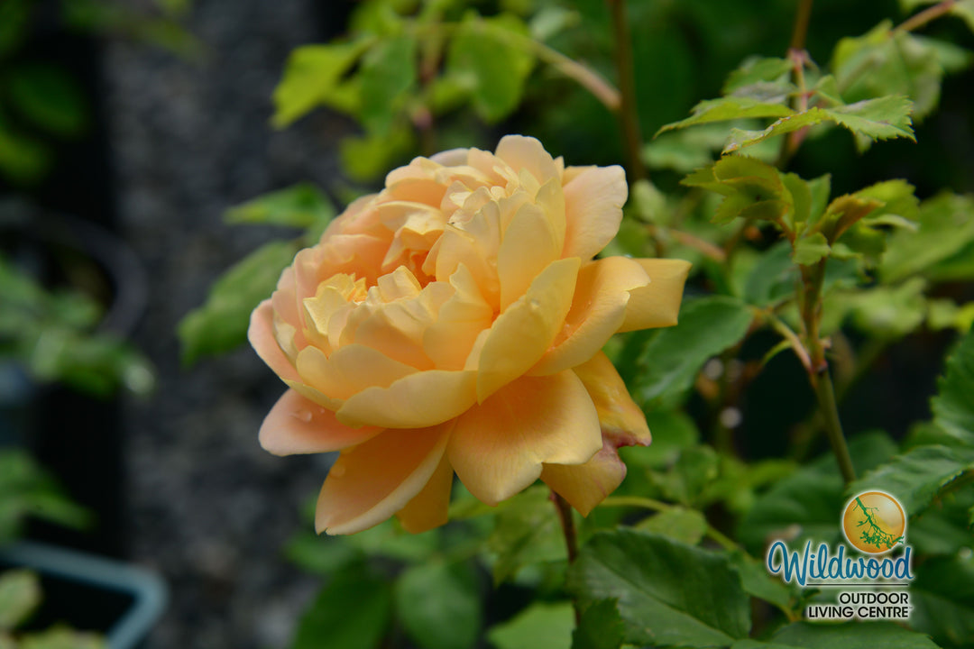 Bring Me Sunshine - David Austin Rose
