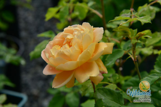 Bring Me Sunshine - David Austin Rose