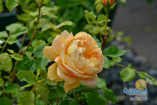 Bring Me Sunshine - David Austin Rose