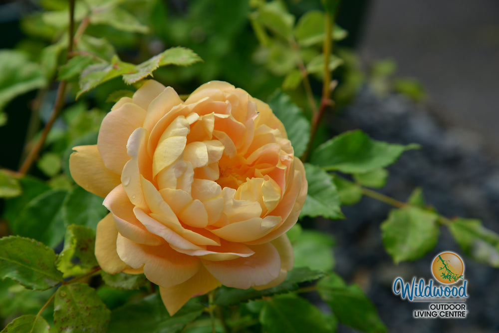 Bring Me Sunshine - David Austin Rose