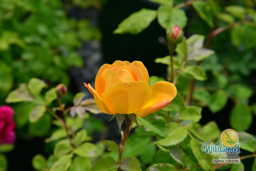 Bring Me Sunshine - David Austin Rose