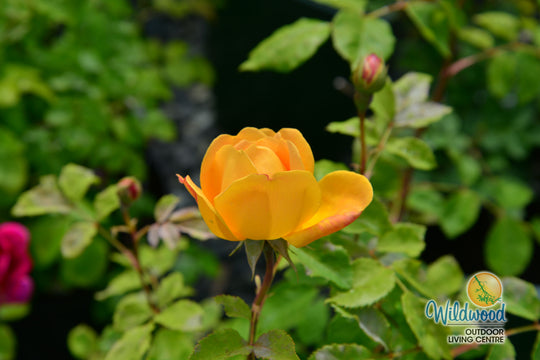 Bring Me Sunshine - David Austin Rose