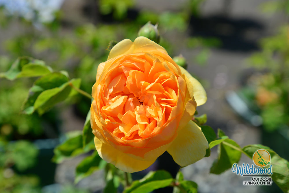 Bring Me Sunshine - David Austin Rose