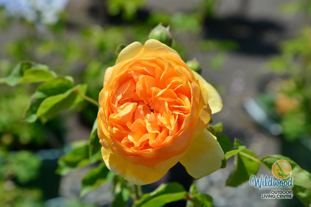 Bring Me Sunshine - David Austin Rose