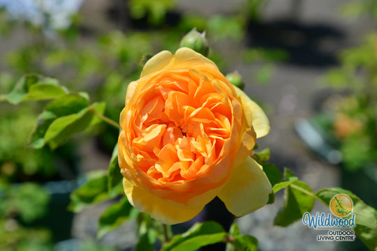 Bring Me Sunshine - David Austin Rose