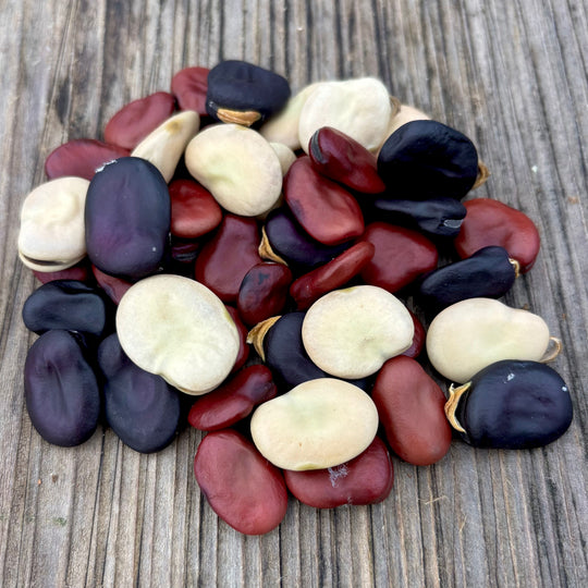 Organic Broad Bean Mix - Metchosin Farm Seeds
