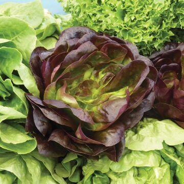 Lettuce Bronze Mignonette International - Aimers Seeds