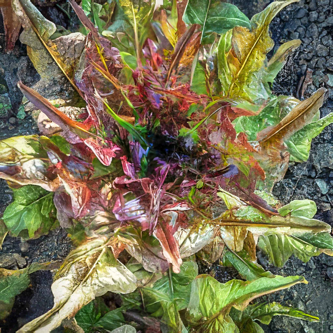 Lettuce Bronze Arrow - Salt Spring Seeds