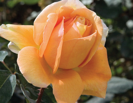 Bronze Star - Star Roses and Plants