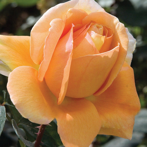 Bronze Star - Star Roses and Plants