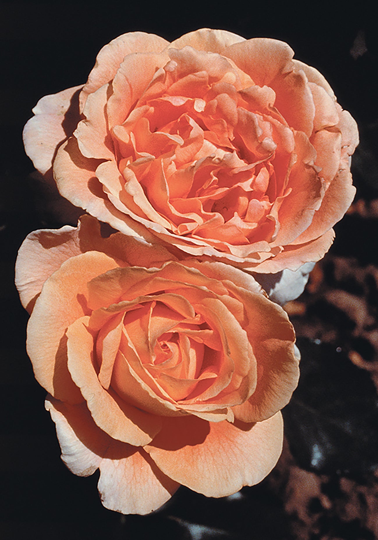 Bronze Star - Star Roses and Plants – Wildwood Outdoor Living