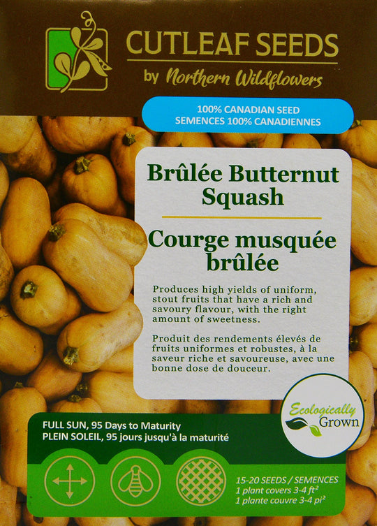 Squash Brûlée Butternut - Northern Wildflowers
