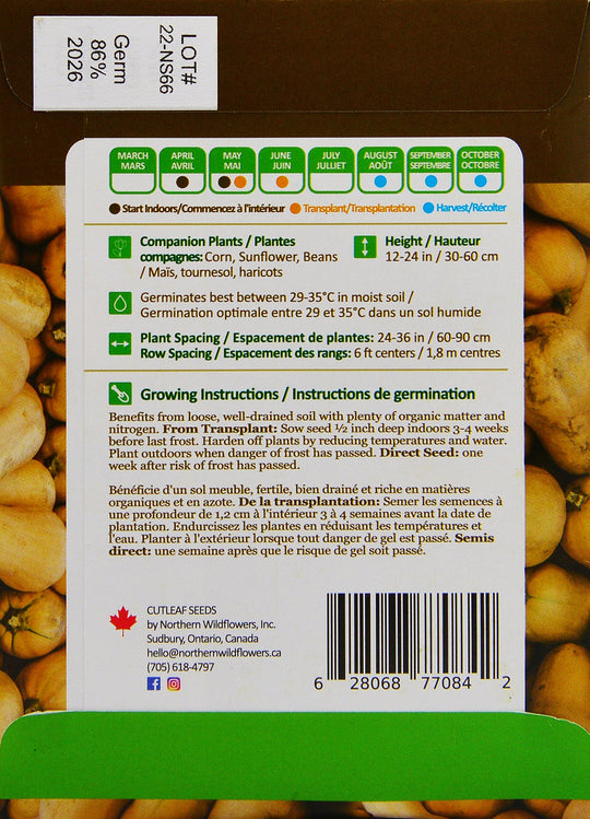 Squash Brûlée Butternut - Northern Wildflowers