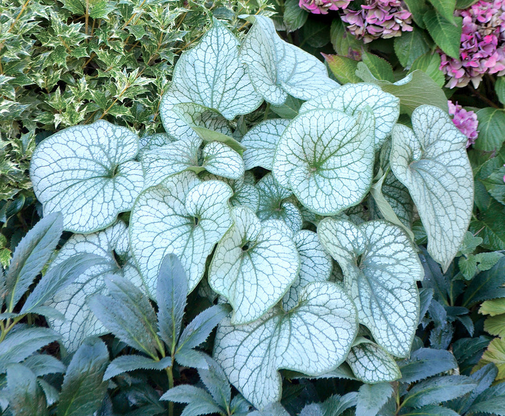Brunnera - Alexander's Great, 1 Pack