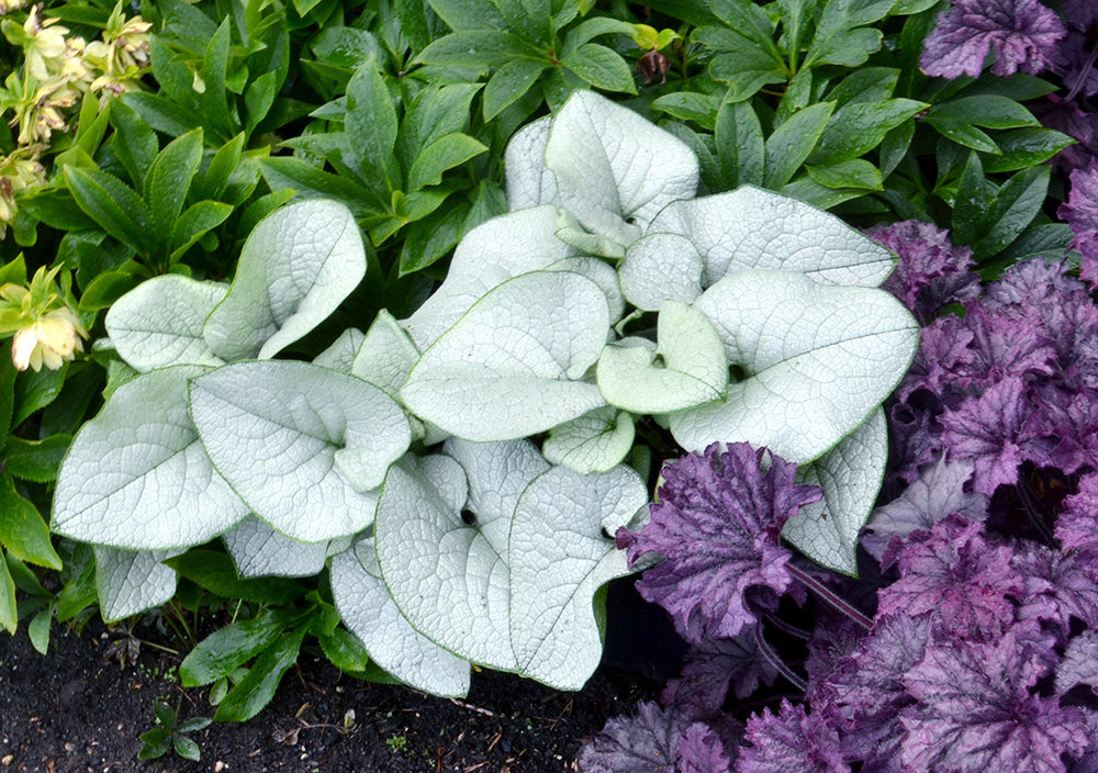 Brunnera - Alexandria, 1 Pack