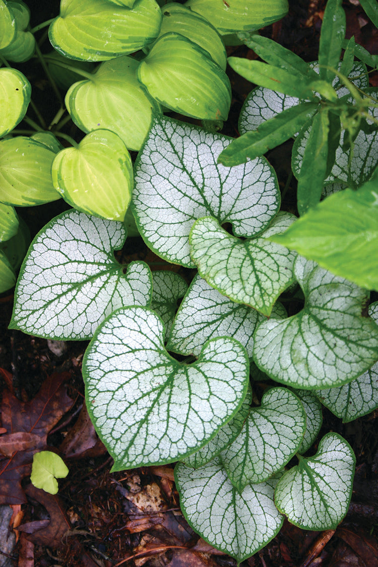 Brunnera - Jack Frost, 1 Pack