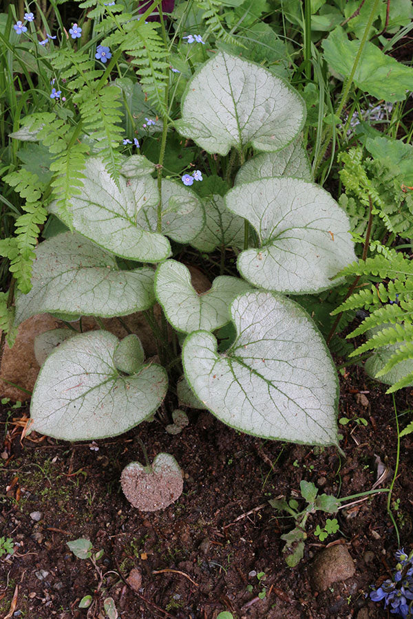 Brunnera - Looking Glass, 1 Pack