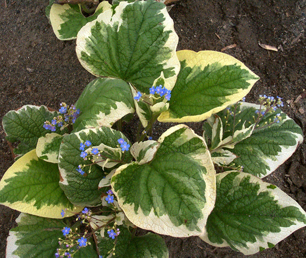 Brunnera - Variegata, 1 Pack