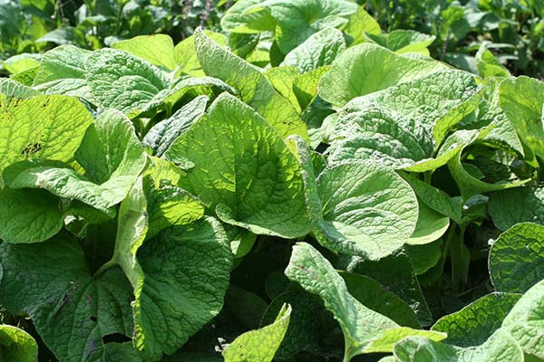 Brunnera - Macrophylla, 1 Pack