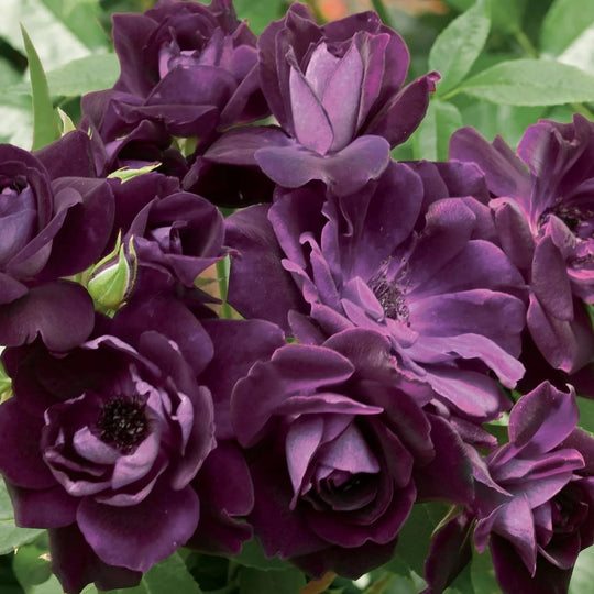 Burgundy Iceberg - Star Roses and Plants