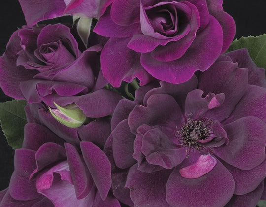 Burgundy Iceberg - Star Roses and Plants
