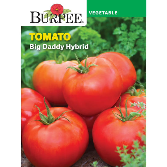 Tomato Big Daddy Hybrid - Burpee Seeds
