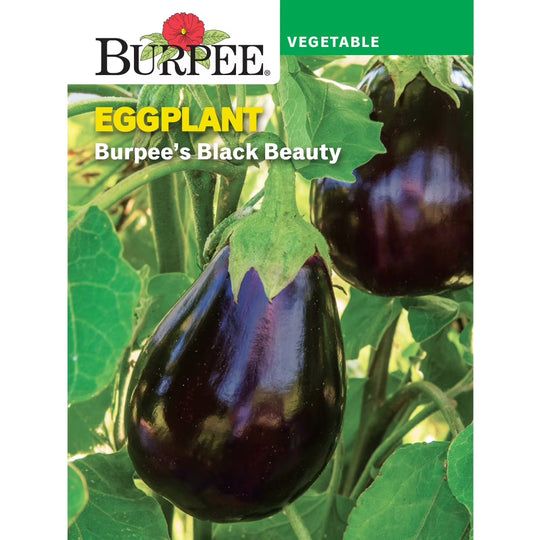 Eggplant Black Beauty - Burpee Seeds