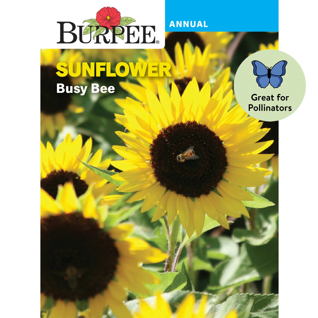 Sunflower Busy Bee - Burpee Seeds