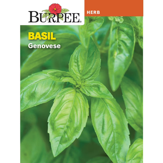 Basil Genovese - Burpee Seeds