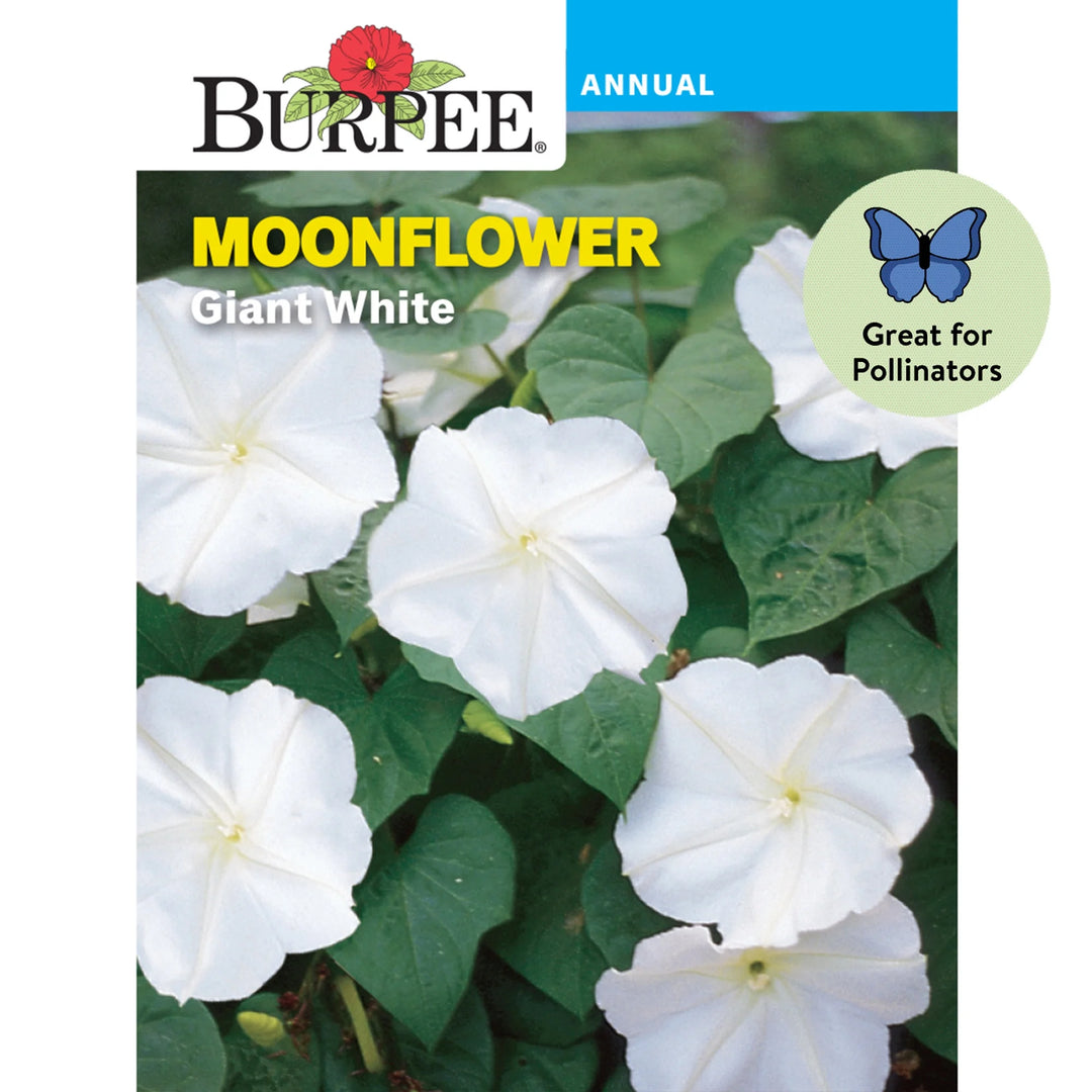 Moonflower Giant White - Burpee Seeds