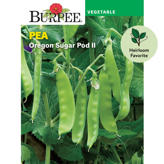 Pea Oregon sugar Pod II - Burpee Seeds