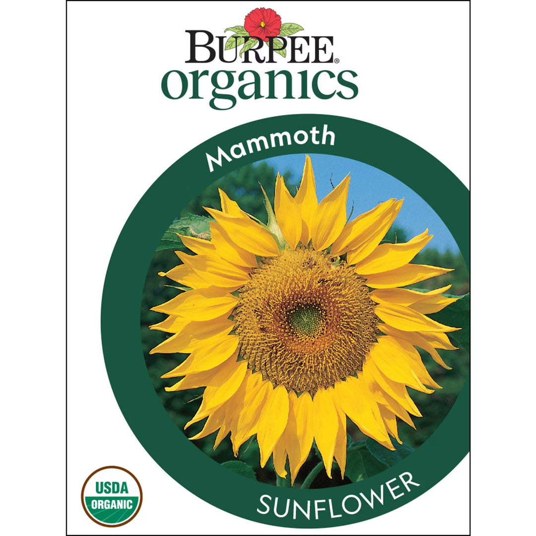 Organic Sunflower Mammoth - Burpee Seeds