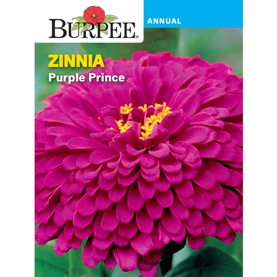 Zinnia Purple Prince - Burpee Seeds