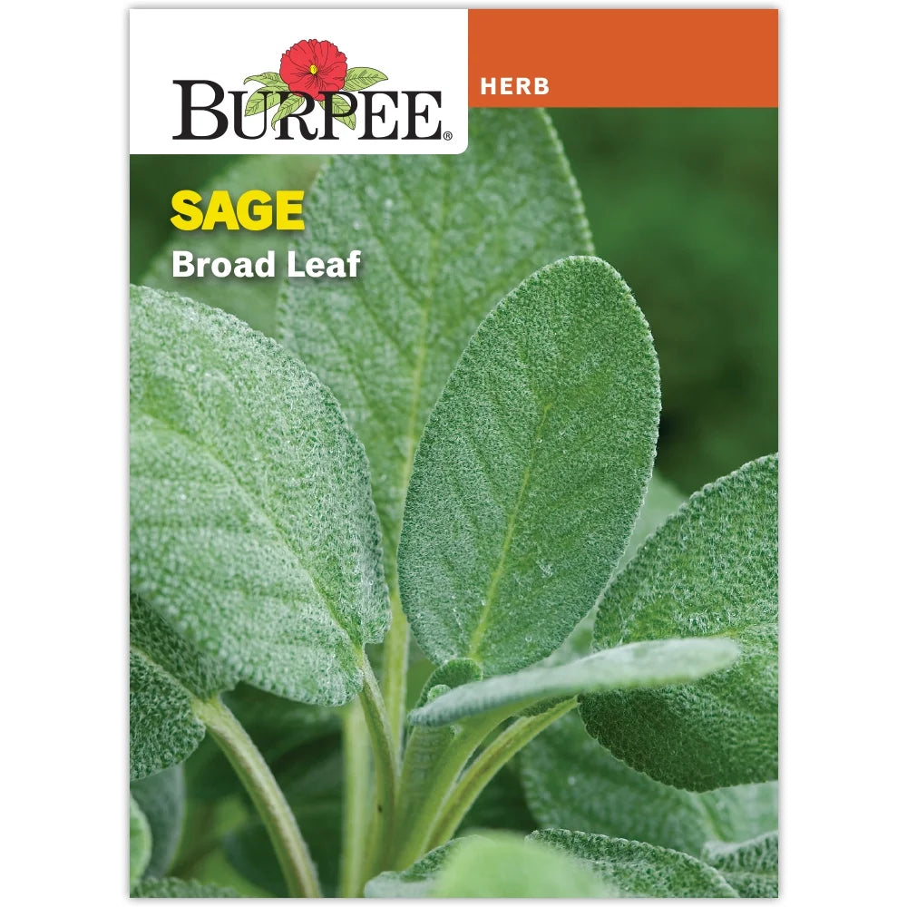 Broadleaf Sage Roots Sage Broad Leaf - Burpee Seeds – Wildwood Outdoor Living