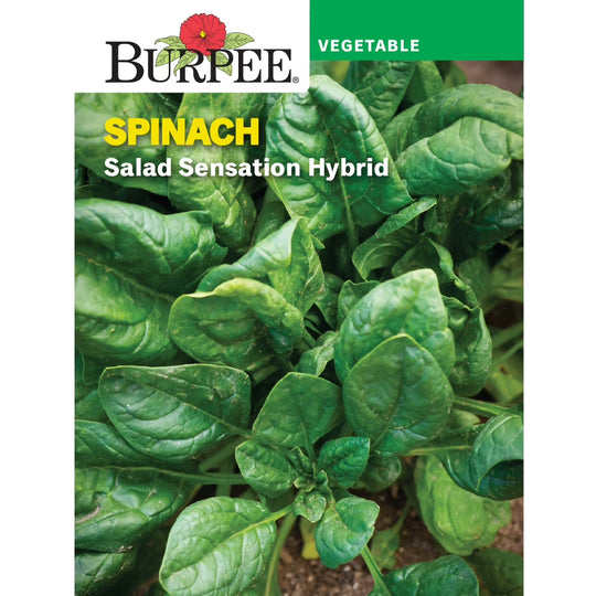 Spinach Salad Sensation - Burpee Seeds