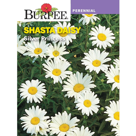 Daisy Silver Princess - Burpee  Seeds