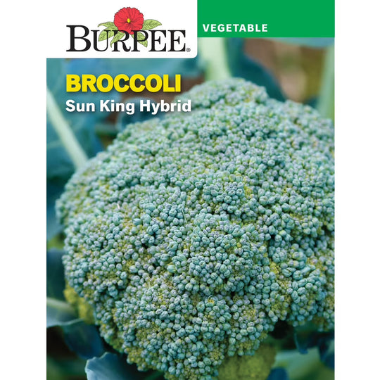 Broccoli Sun King Hybrid - Burpee Seeds