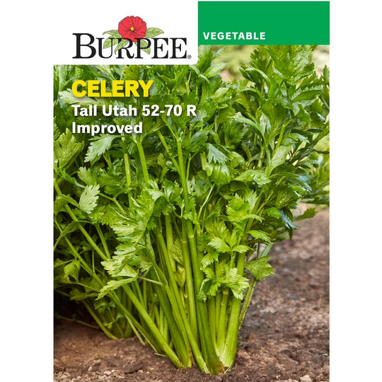 Celery Utah 52-70 R - Burpee Seeds