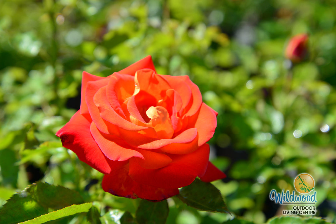 Burst of Joy - Weeks Rose